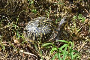 Tortuga de caja de Florida